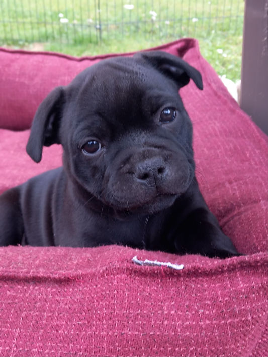 Jokers Jumping Never let me down again