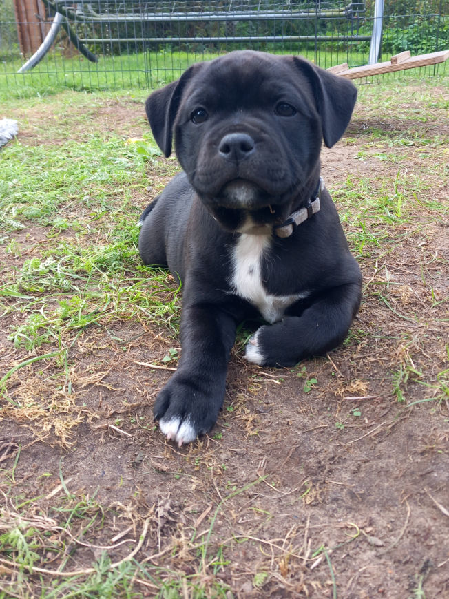 Jokers Jumping Nightfever