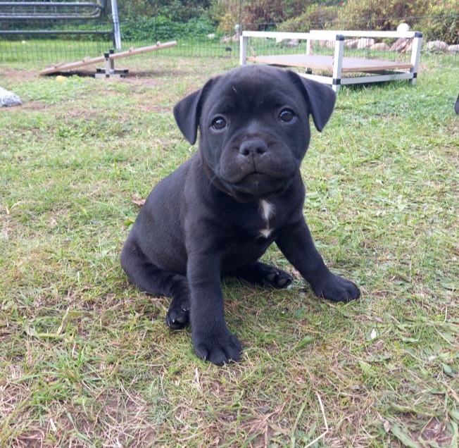 Jokers Jumping Nothing Else Matters