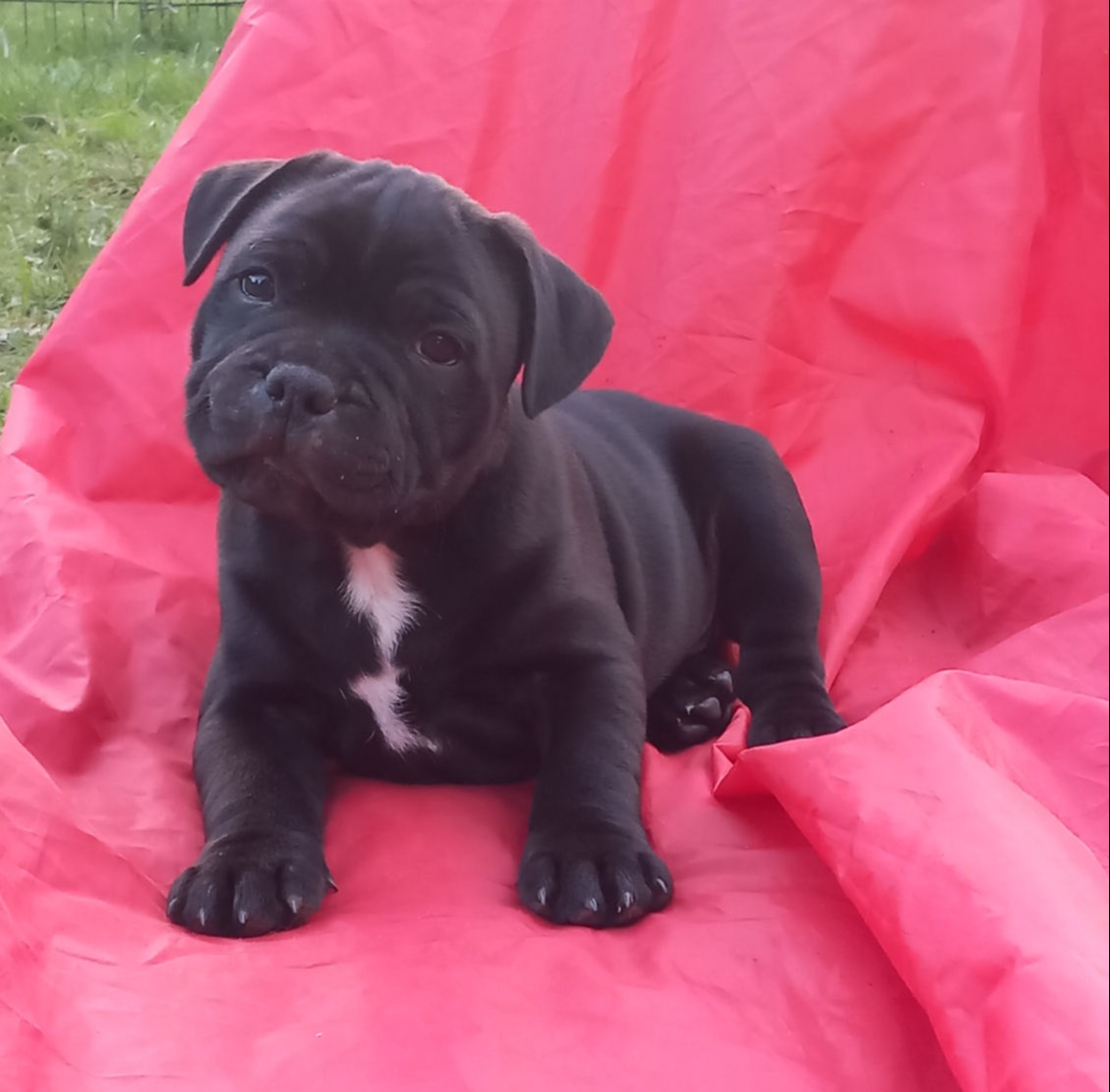 Jokers Jumping Malmsteen