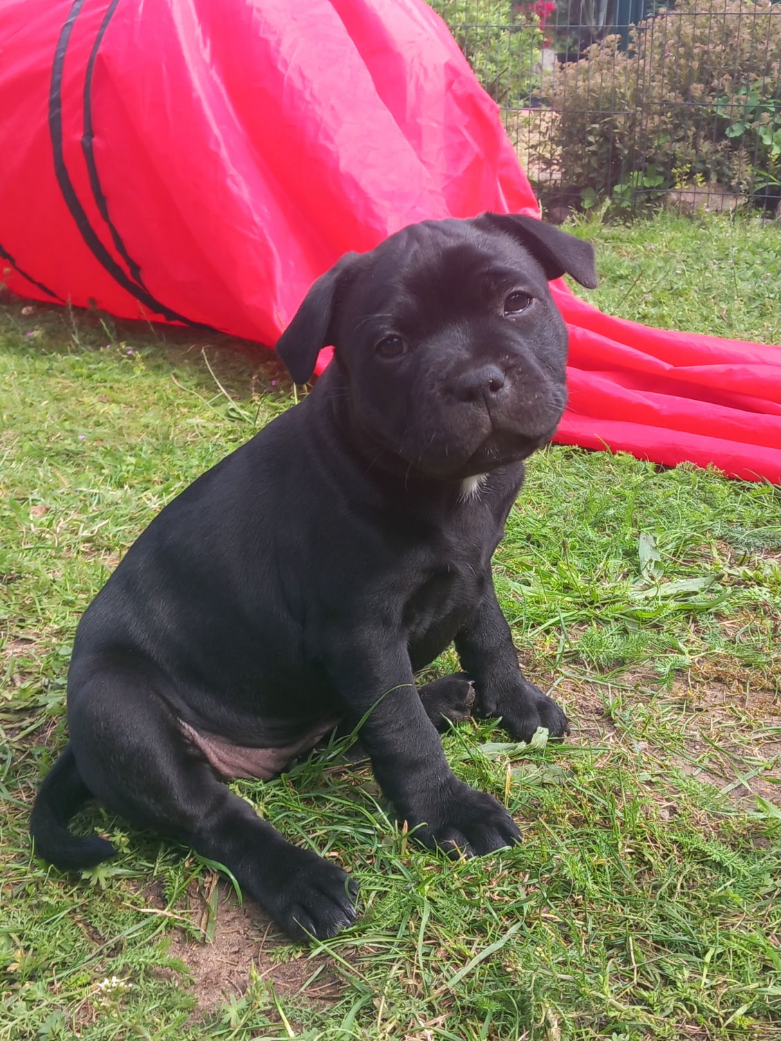 Jokers Jumping Marla