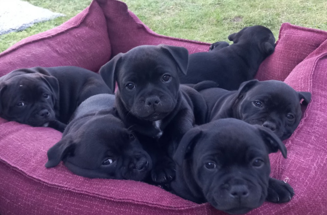 Jokers Jumping Wurf N